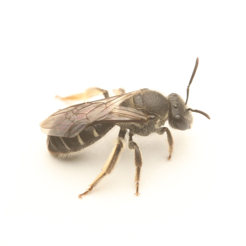 Lasioglossum polygoni