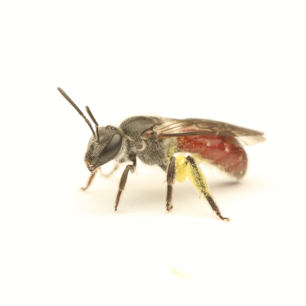 Lasioglossum turneri