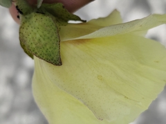author not stated, no rights reserved Gossypium harknessii, photograph author not stated, no rights reserved
