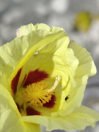 Gossypium harknessii, photograph 5