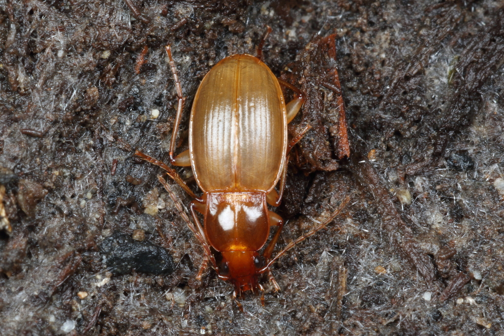 Zolus kauriensis