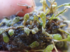 (c) Liadan Dickie, some rights reserved (CC BY) Glossostigma elatinoides, photograph (c) Liadan Dickie, some rights reserved (CC BY)