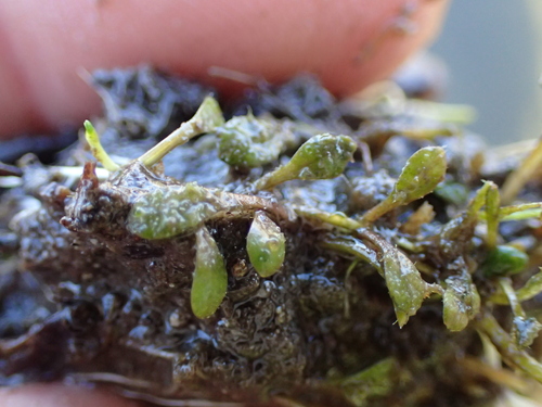 Glossostigma elatinoides, photograph 5