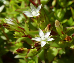 Crassula pellucida brachypetala
