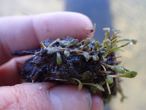 Glossostigma elatinoides observed 2026-05-03
