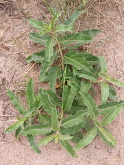 Asclepias oenotheroides