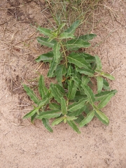 Asclepias oenotheroides