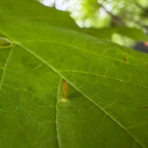 Maple Spindle Gall Mite photo 6