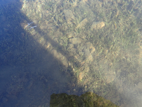 Glossostigma elatinoides, photograph 6