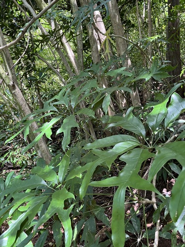 Heptapleurum heptaphyllum observed 2026-04-24