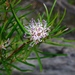 Grevillea neurophylla fluviatilis - Photo (c) johneichler, some rights reserved (CC BY-NC), uploaded by johneichler