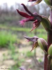 Genoplesium simulans