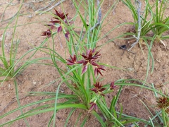 Cyperus usitatus