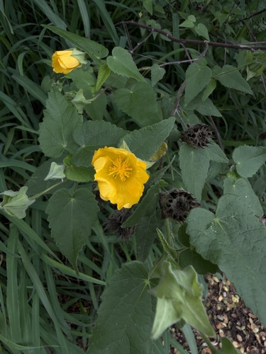 Abutilon hypoleucum, photograph 2