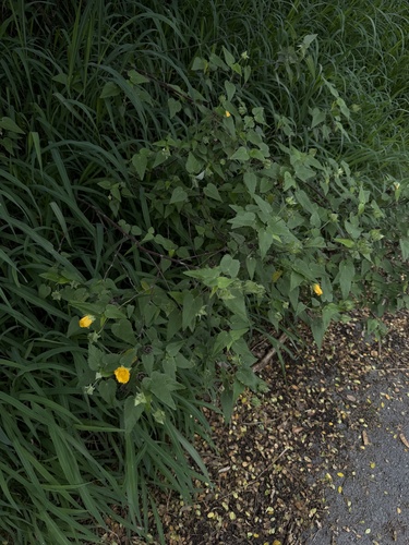 Abutilon hypoleucum, photograph 3