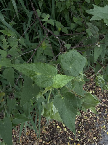 Abutilon hypoleucum, photograph 4