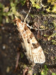 Scoparia ustimacula