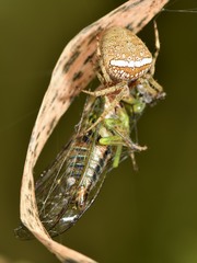 Zealaranea crassa
