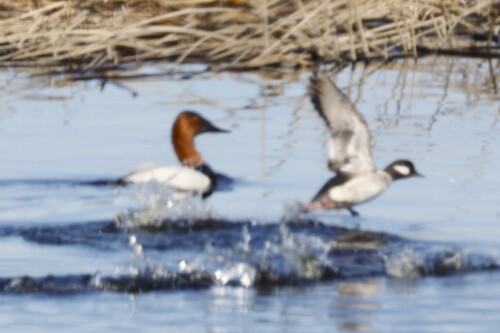 Canvasback