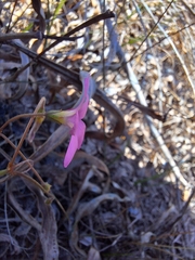 Oxalis livida, photograph (c) Adele SL, some rights reserved (CC BY)