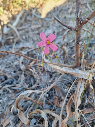 Oxalis livida, photograph 6