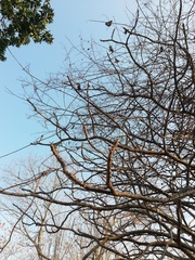 Cnidoscolus megacanthus