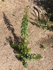 Stackhousia spathulata