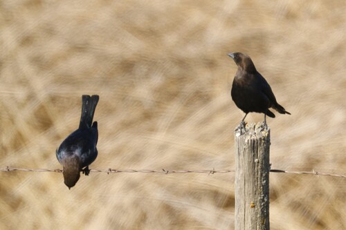 Brown-headed Cowbird