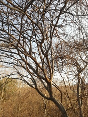 Cnidoscolus megacanthus