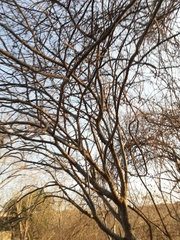 Cnidoscolus megacanthus