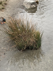 Juncus effusus solutus