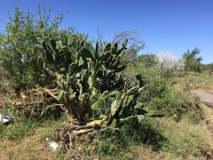 Opuntia elata