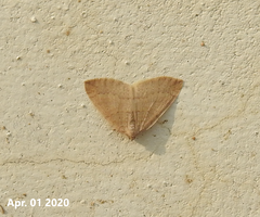 Idiotephria debilitata