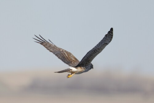 Northern Harrier