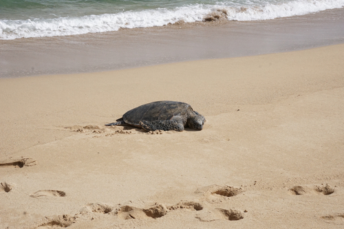 Chelonia mydas
