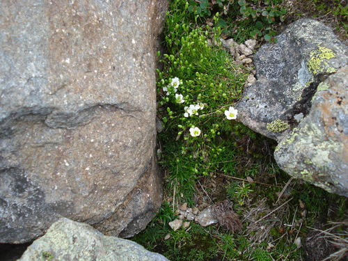 Mononeuria groenlandica legacy iNaturalist observation