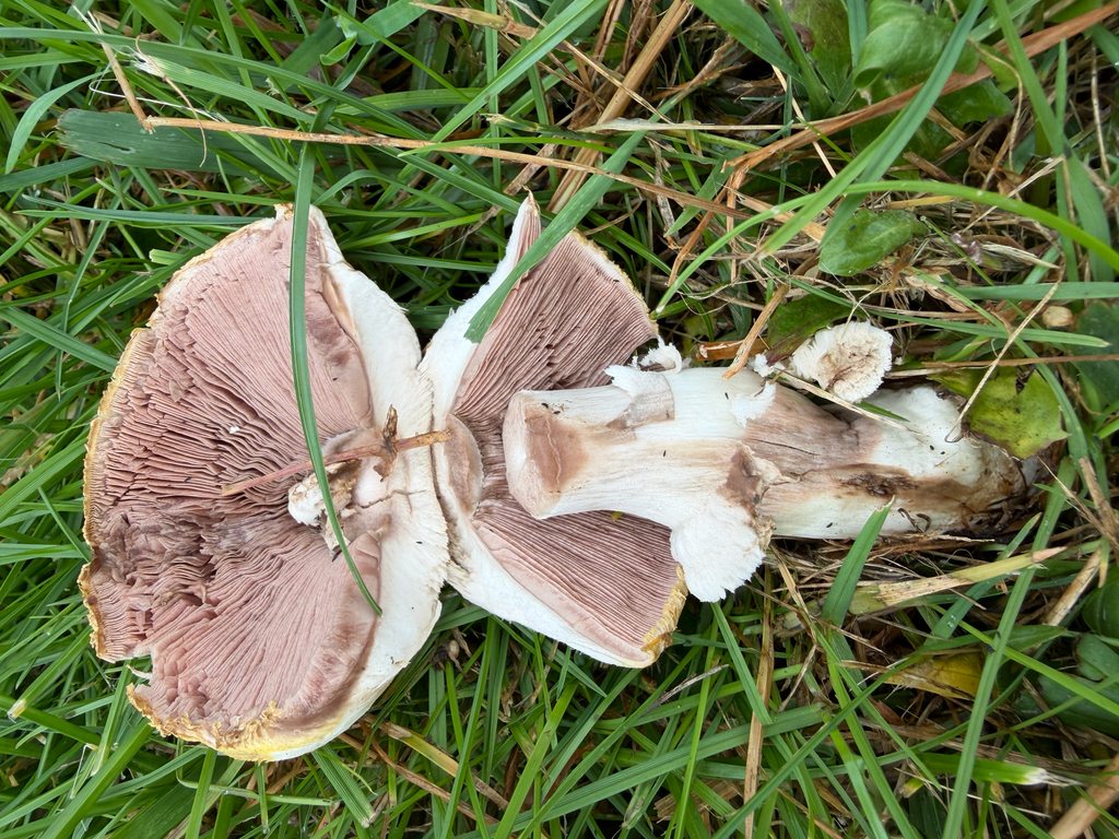 Agaricus xanthodermus · May 2026 · photo: © jstarspots (iNaturalist, cc0)