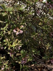 Abelia × grandiflora