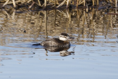 Ruddy Duck