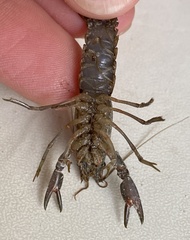 Cherax preissii