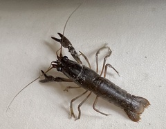 Cherax preissii