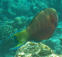 Chlorurus strongylocephalus