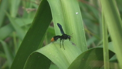 Anterhynchium synagroide