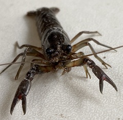 Cherax preissii