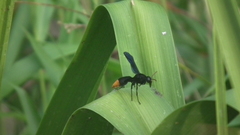 Anterhynchium synagroide