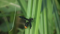 Anterhynchium synagroide