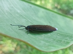 Pompelon marginata