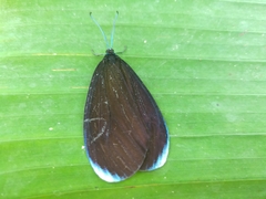Pompelon marginata