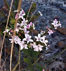 Philotheca buxifolia
