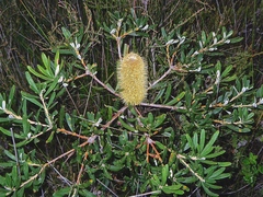 Banksia croajingolensis